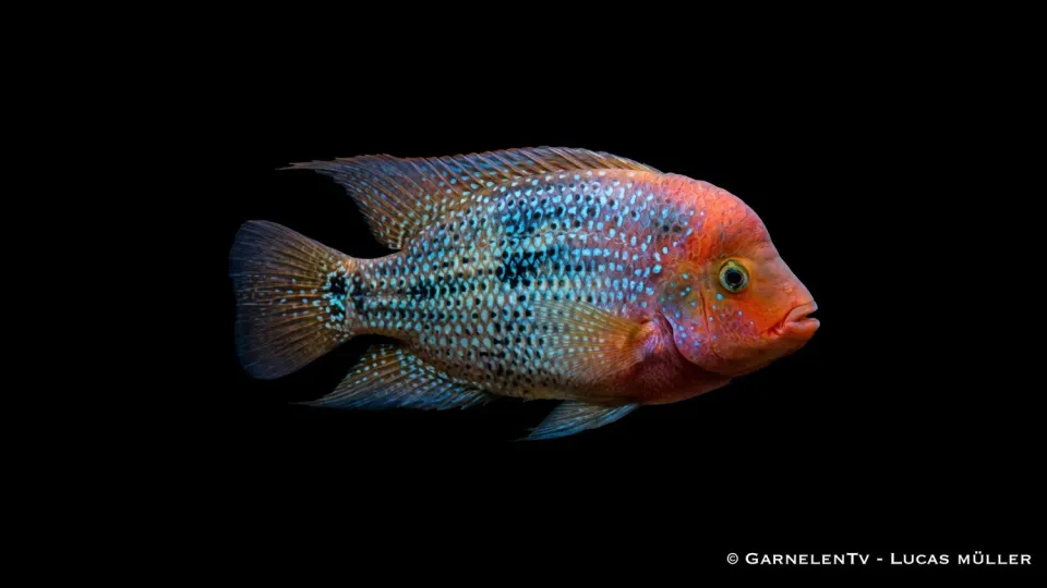 Garnelen TV Blue Spotted eldhuvudcichlid Cichlasoma synspilum