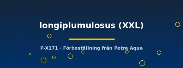 Näsets Ciklidhobby Aponogeton longiplumulosus växt XXL