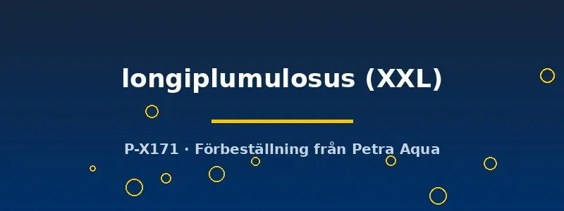 Näsets Ciklidhobby Aponogeton longiplumulosus växt XXL
