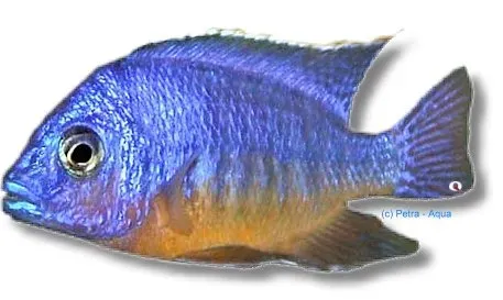 Näsets Ciklidhobby Pale Usisya aulonocara akvariefisk 4–5 cm