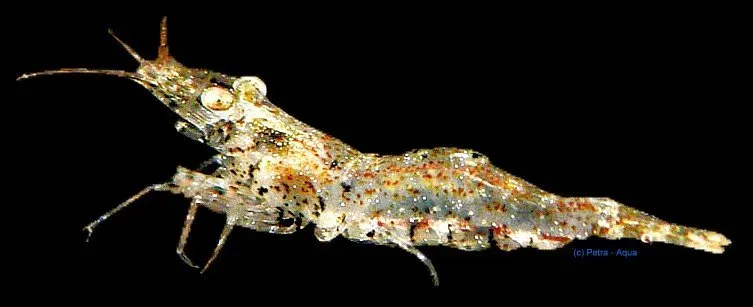 Näsets Ciklidhobby Paerl shrimp räka 1–1,5 cm stim