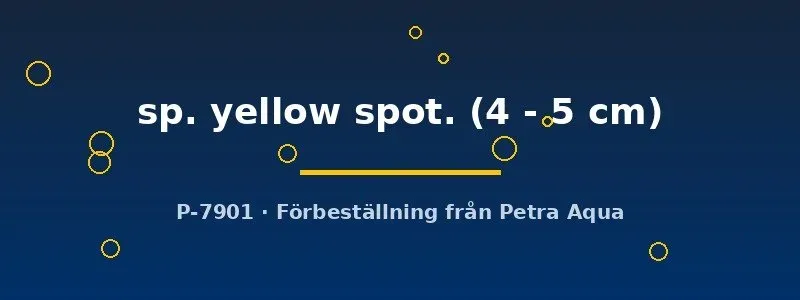 Näsets Ciklidhobby L59 Ancistrus yellow spot 4–5 cm mal