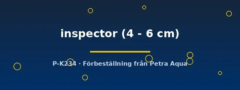Näsets Ciklidhobby L201 Hypancistrus inspector mal 4–6 cm