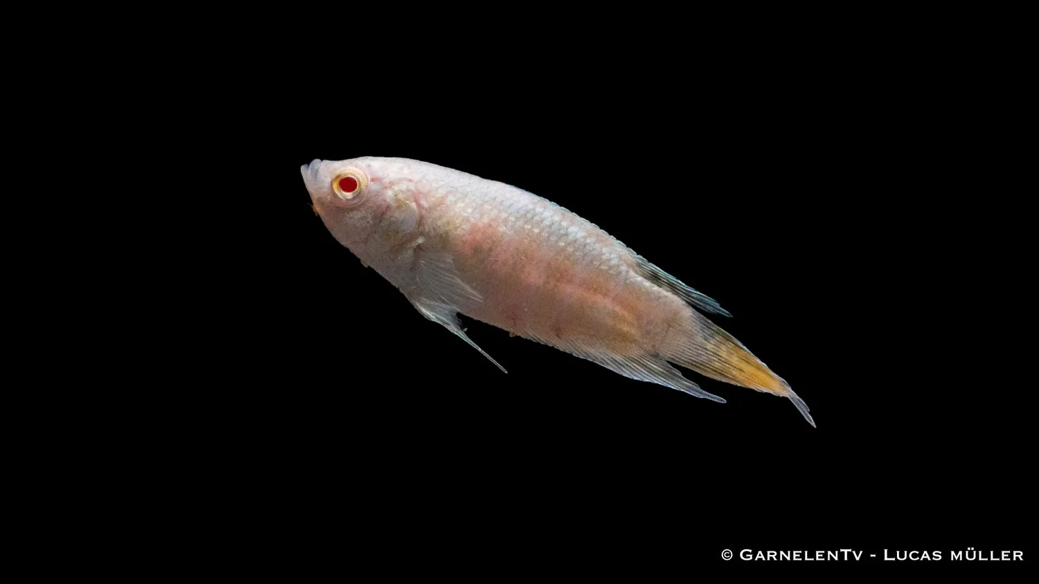 Garnelen TV albino makropod paradisfisk 80 liter