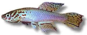 Näsets Ciklidhobby Lyretail Togo Aphyosemion filamentosum akvariefisk 3–4 cm