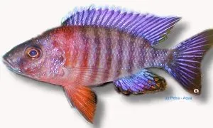 Näsets Ciklidhobby Aulonocara chiloelo 4–5 cm malawiciklid