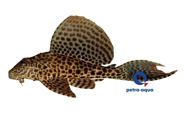 Näsets Ciklidhobby Pterygoplichthys gibbiceps leopardpleco 4–5 cm
