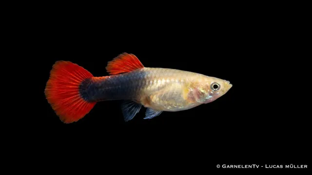 Poecilia reticulata guppyhona red blond tuxedo avel