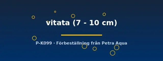 Näsets Ciklidhobby L015 Peckoltia vitata mal 7–10 cm