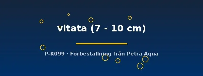 Näsets Ciklidhobby L015 Peckoltia vitata mal 7–10 cm