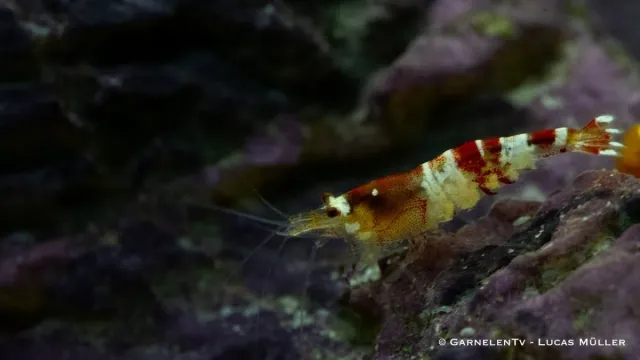 Garnelen TV Crystal Red K0 räka 1 st tålig