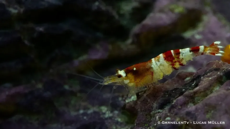 Garnelen TV Crystal Red K0 räka 1 st tålig
