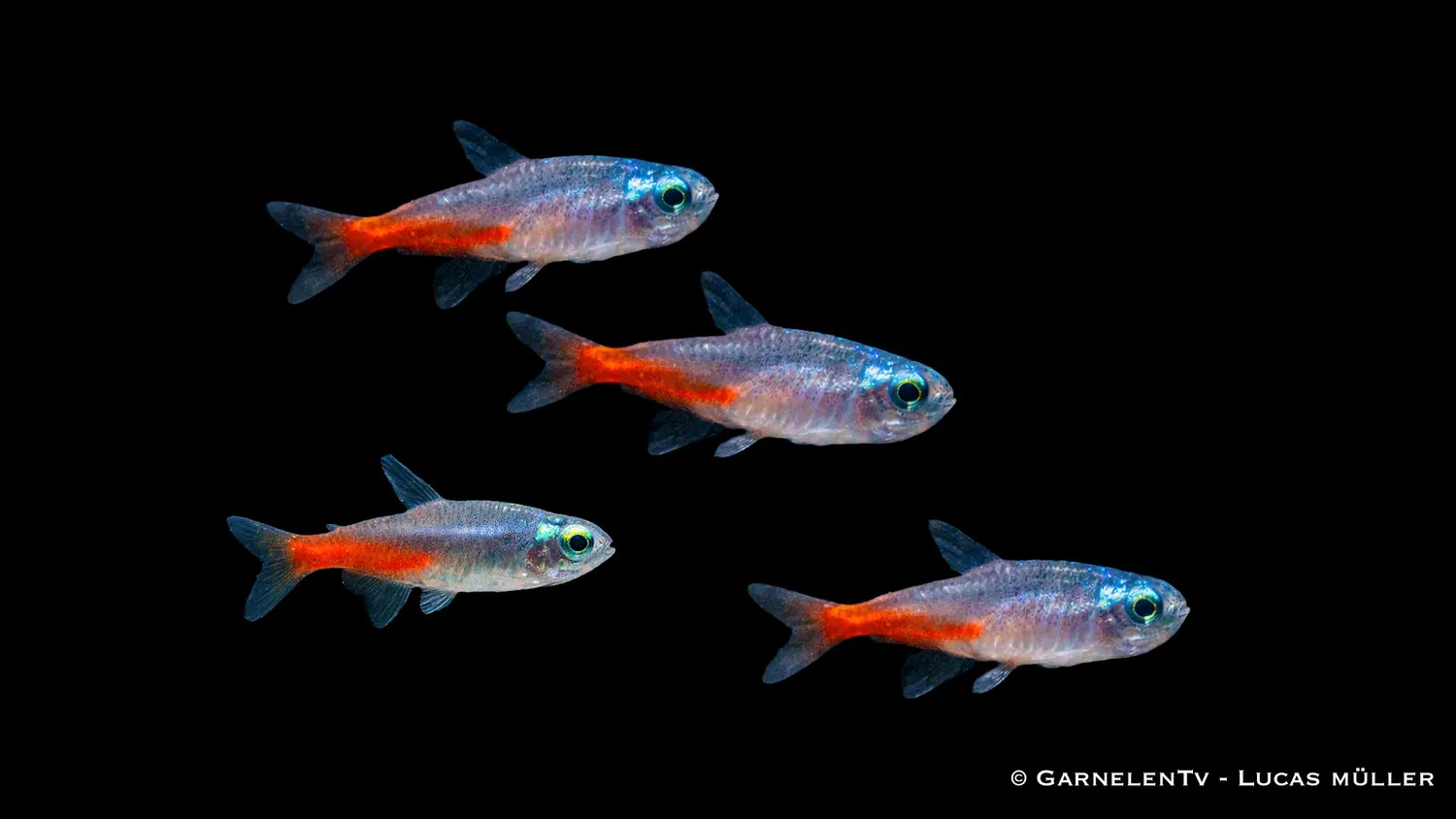 Garnelen TV diamant neontetra stimfisk stark blå