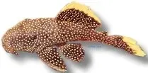 Näsets Ciklidhobby L081 Baryancistrus mal 9–11 cm sugmal