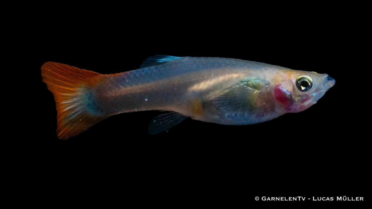 Garnelen TV Guppy Flame hona akvariefisk Poecilia reticulata
