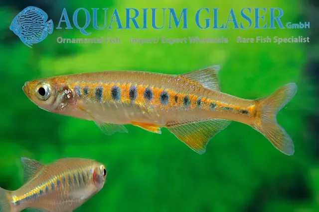Näsets Ciklidhobby Inlecypris auropurpureus stimfisk 4–6 cm