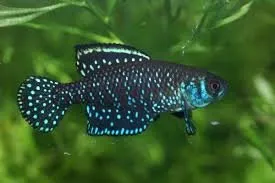 Austrolebias nigripinnis killifisk 4–5 cm säsong