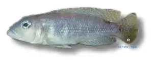 Näsets Ciklidhobby Lamprologus meeli akvariefisk 3,5–4 cm