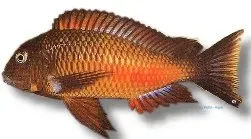 Tropheus moorii chipimbi ciklid 4,5-5,5 cm grupp