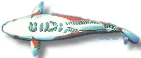 Näsets Ciklidhobby Koi Shusui dammfisk 45–50 cm