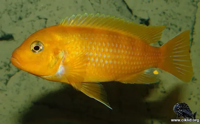 Metriaclima Lombardoi Liliancinus malawiciklid 3,5–4 cm gul
