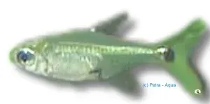 Näsets Ciklidhobby Cheirodon Kriegi tetra över 3 cm stim