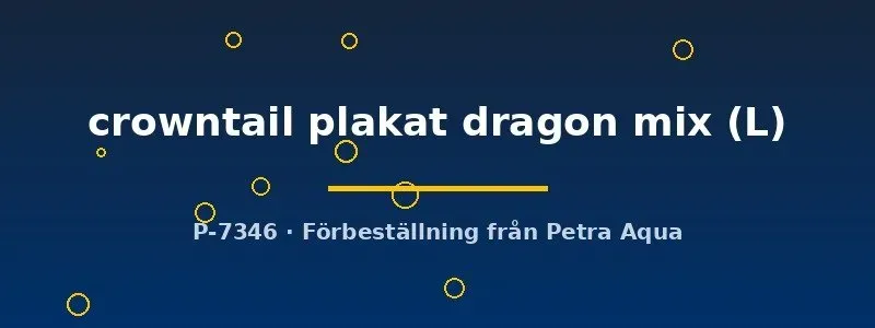 Näsets Ciklidhobby Crowntail Plakat Dragon kampfishane L