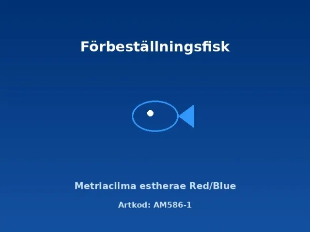 Metriaclima estherae Red/Blue ciklid 4–5 cm malawi
