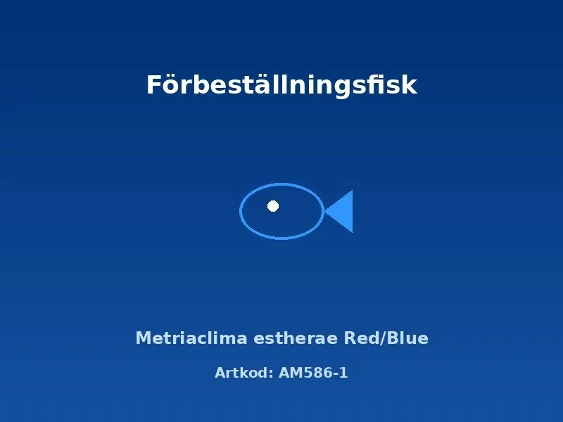 Metriaclima estherae Red/Blue ciklid 4–5 cm malawi