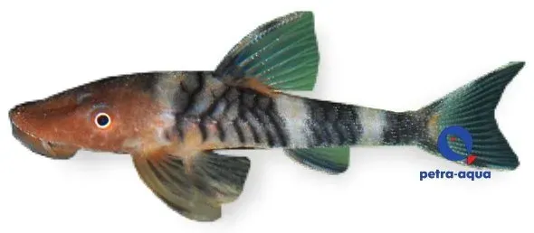 Nannoptopoma sp. akvariefisk 2–3 cm lugn bottenfisk