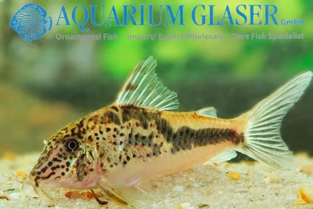Näsets Ciklidhobby Corydoras sp. Llanos-Oran var.I pansarmal lg-xlg