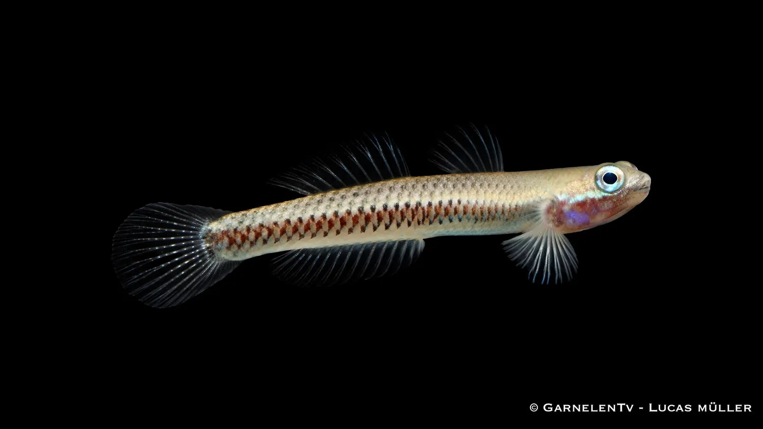 Stiphodon Atropurpureus neonblå alggrundel sötvatten