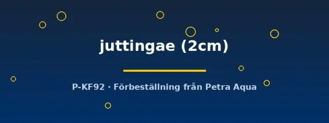Näsets Ciklidhobby Neritina juttingae algsnäcka 2 cm algätande
