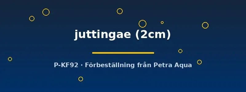 Näsets Ciklidhobby Neritina juttingae algsnäcka 2 cm algätande