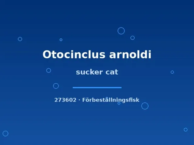 Otocinclus arnoldi sucker cat algätare sm-md