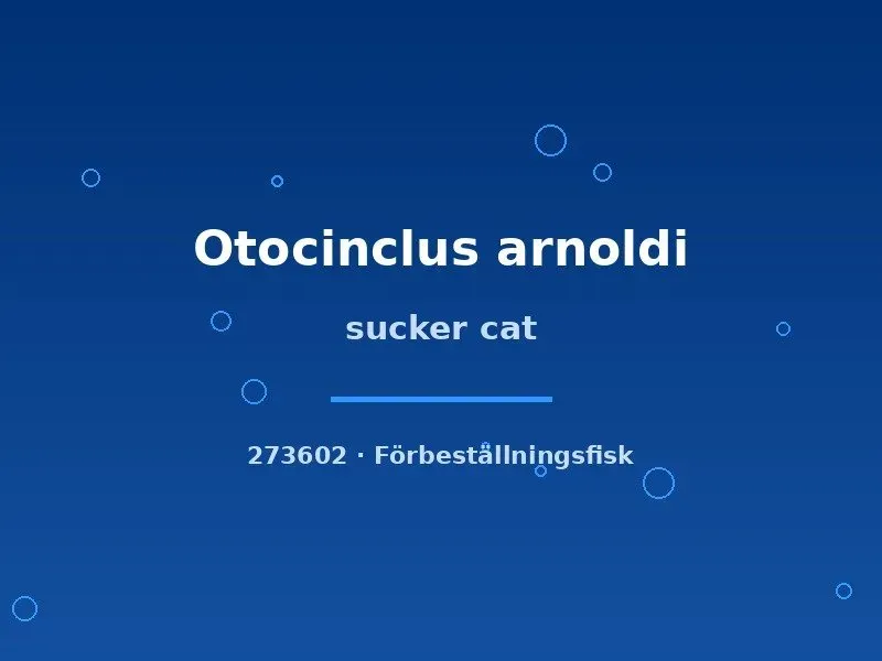 Otocinclus arnoldi sucker cat algätare sm-md