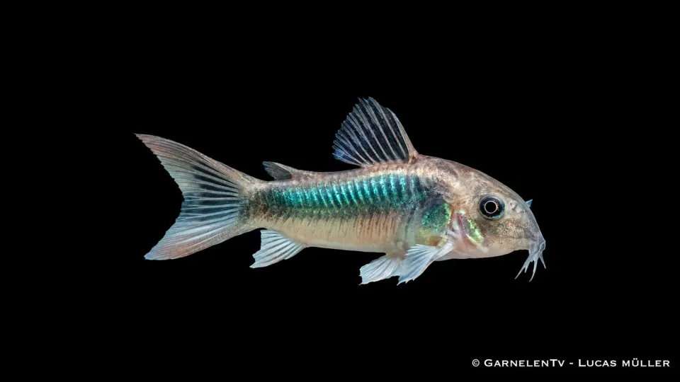 Garnelen TV Goldstreifen pansarmal Corydoras schultzei bottenfisk