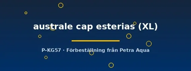 Näsets Ciklidhobby Aphyosemion australe Cap Esterias killifisk XL