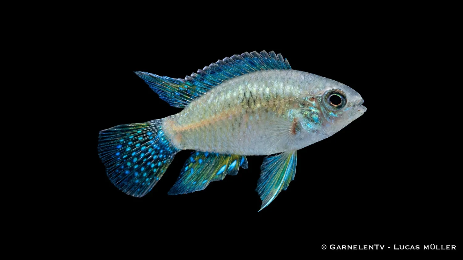 Garnelen TV Laetacara curviceps fläckciklid akvariefisk fredlig