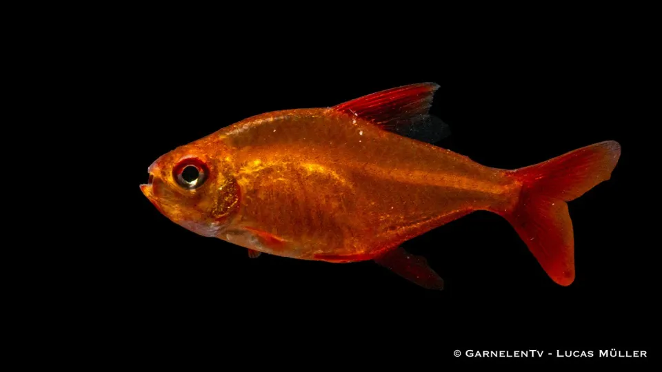 Garnelen TV Cherrysalmler Muzel Red tetra röd stim