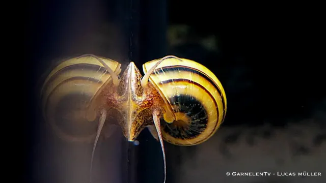 Garnelen TV Zebra äppelsnäcka Asolene spixi 3-4 cm