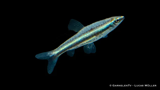 Garnelen TV Trebands prydstetra Nannostomus akvariefisk
