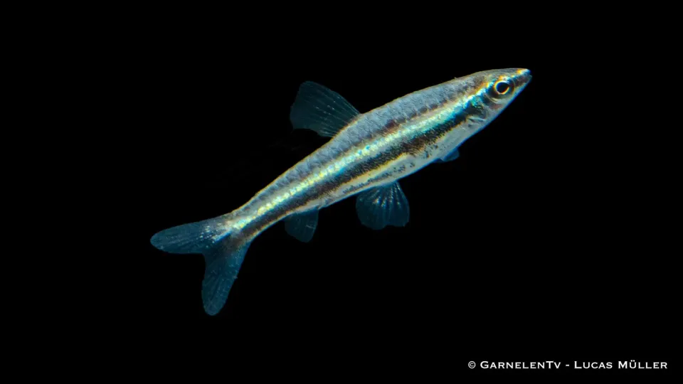 Garnelen TV Trebands prydstetra Nannostomus akvariefisk