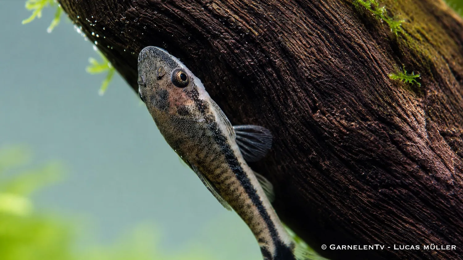Garnelen TV Otocinclus affinis algätande mal 4–5 cm