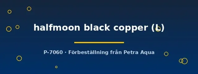 Näsets Ciklidhobby Betta halfmoon black copper kampfisk L hane