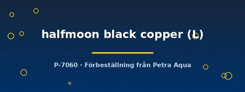 Näsets Ciklidhobby Betta halfmoon black copper kampfisk L hane