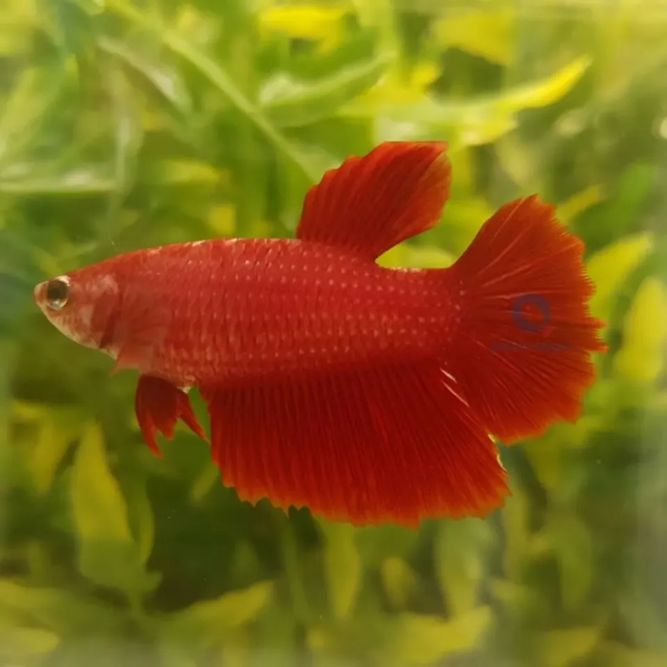 Betta spl SuperDelta hona kampfisk XL röd