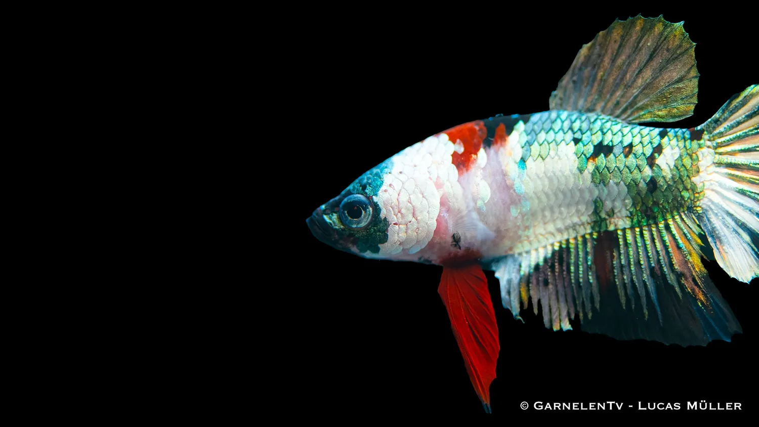 Garnelen TV Koi Galaxy Plakat kampfisk hane