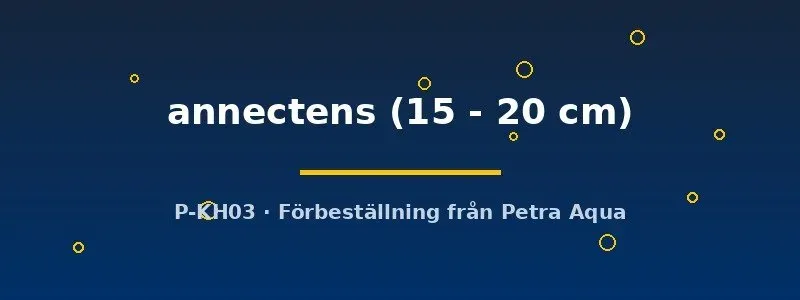 Näsets Ciklidhobby Protopterus annectens lungfisk 15–20 cm