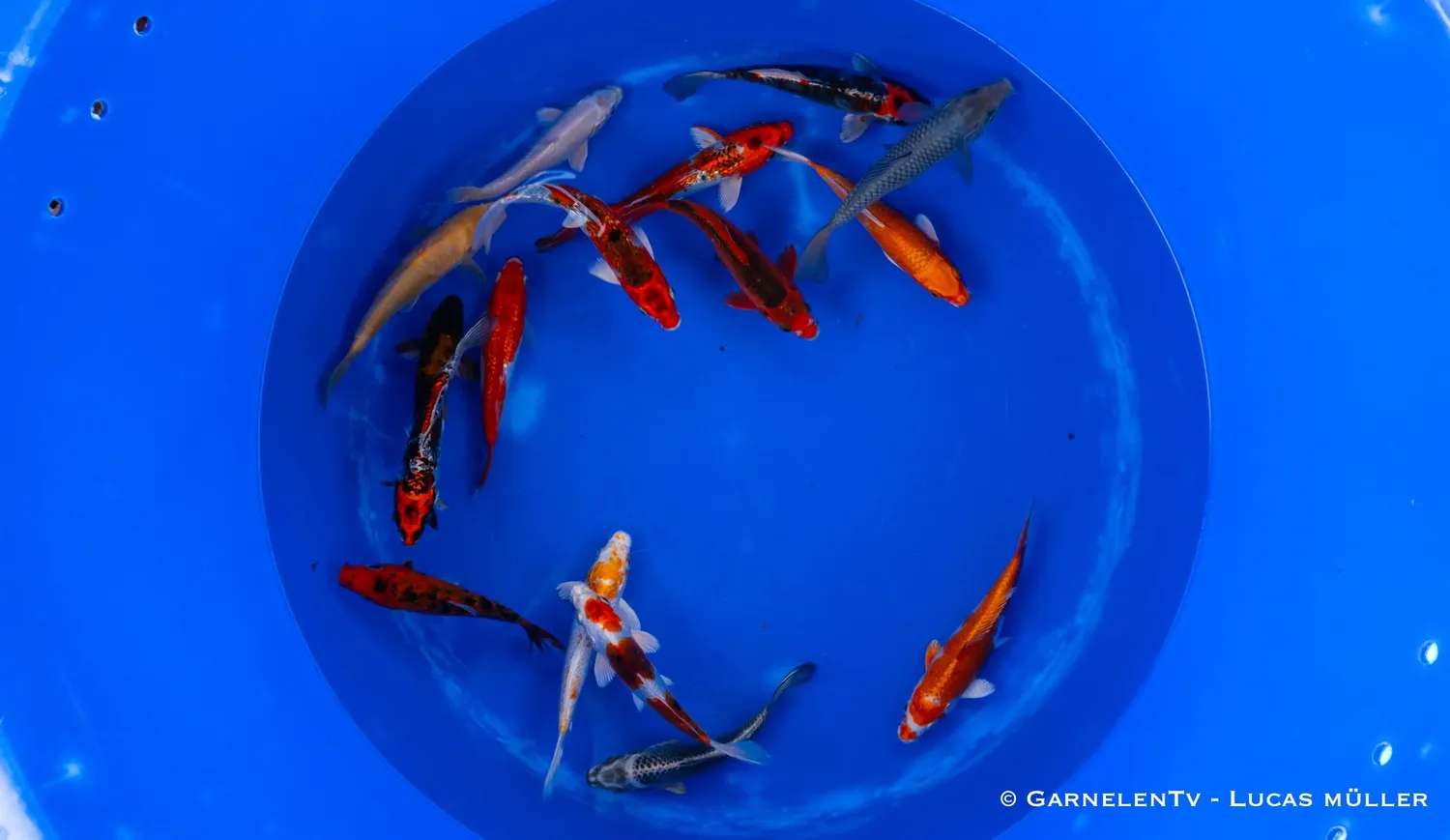 Garnelen TV Koi B dammfisk 15-18 cm färgstark